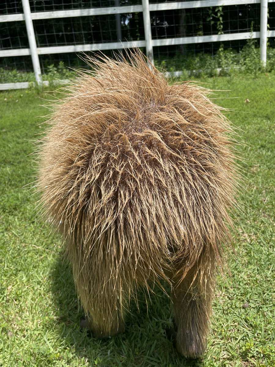 capybara5179's tweet image. さて、この動物は何でしょう。