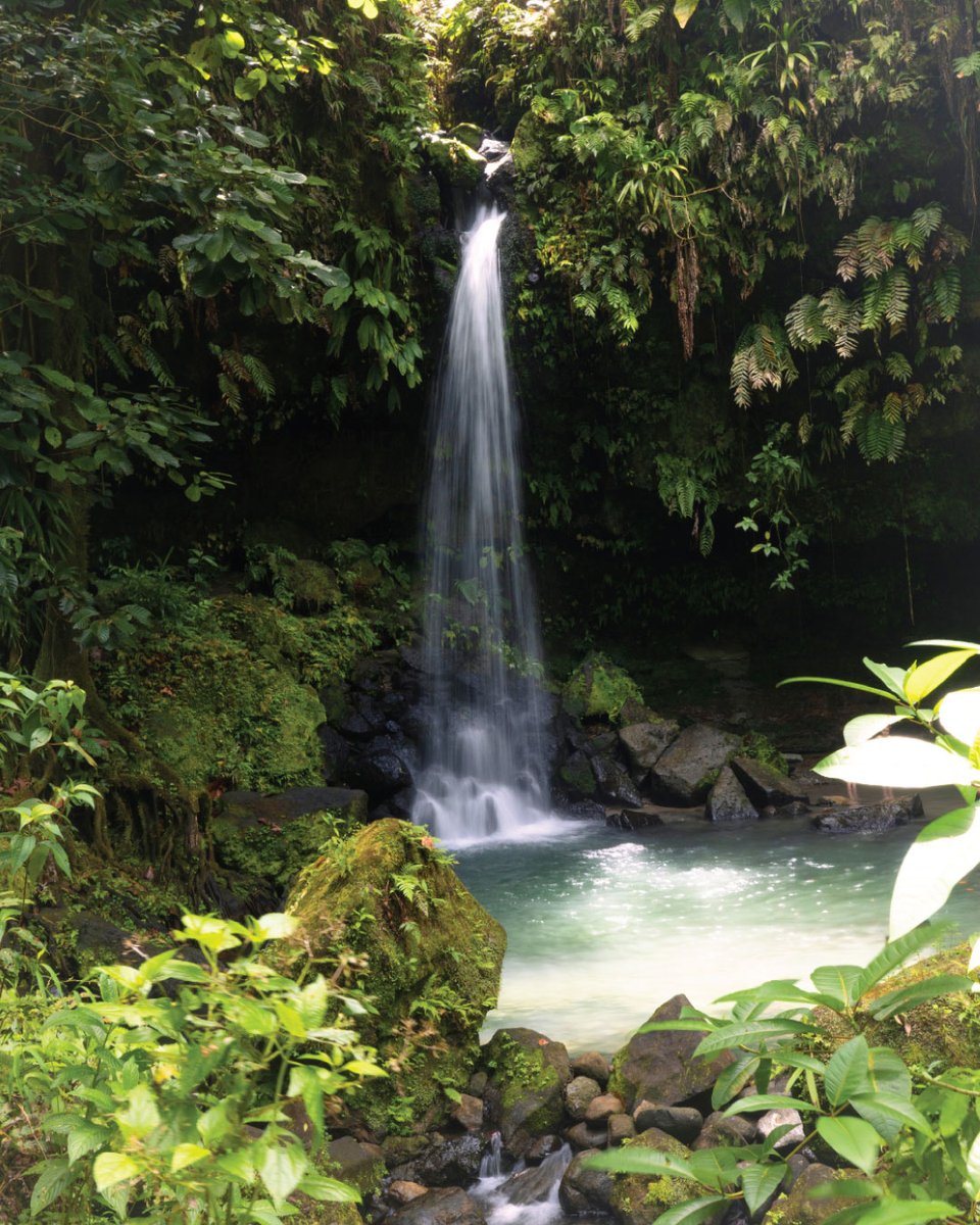 PrincessCruises's tweet image. Discover the beauty of Dominica. 🌴🌊