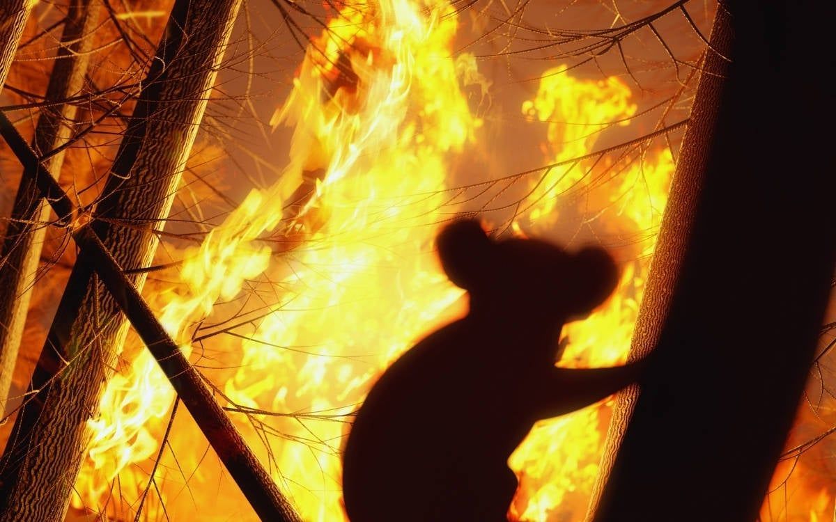 🟢 İnsan eliyle başlayan yangınlar, çok daha büyük alanlara yayılıyor

👉 Simülasyonların sonucu, insan etkisinin olmadığı bir senaryoda, dört kat daha az ormanlık alanın yanacağına işaret ediyor.

buff.ly/N9zcqgT