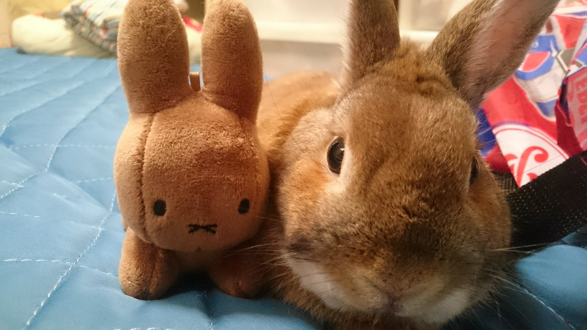 TAMA_TAYU's tweet image. ミッフィー展で知ったこと。
メラニーはほんとは「にーなちゃん」って名前らしい。