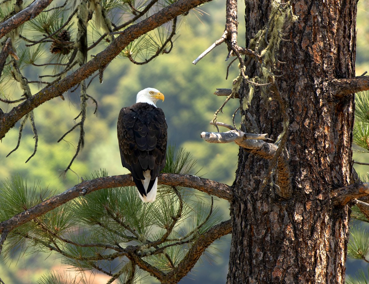 ReclamationCGB's tweet image. The bald eagle, America's national bird, symbolizes strength, freedom, and courage. It has been a prominent emblem of the United States since 1782, representing the nation's ideals and its spirit of independence.
Many of these majestic raptors call the Trinity River home. 🦅