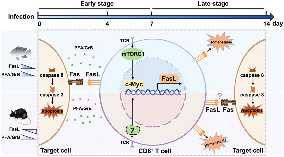 J_Immunol's tweet image. #ICYMI: When studying Nile tilapia as a model, researchers determined that CD8+ T cells reshaped the FasL-dependent strategy throughout evolution, thereby enhancing the precision and specificity of adaptive immunity. Learn more: ow.ly/RPqF50Wslhz