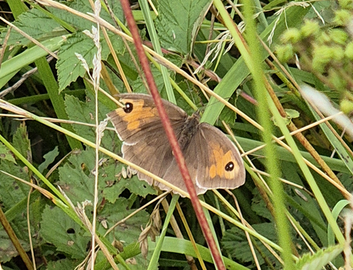 SSL staff are very happy to be taking part in the Big Butterfly Count run by <a href="/savebutterflies/">Butterfly Conservation 🦋</a>. To find out more go to tinyurl.com/fwpe2kwv. Here is a Meadow Brown spotted in nearby Music Meadow, a 5-minute walk from the SSL.