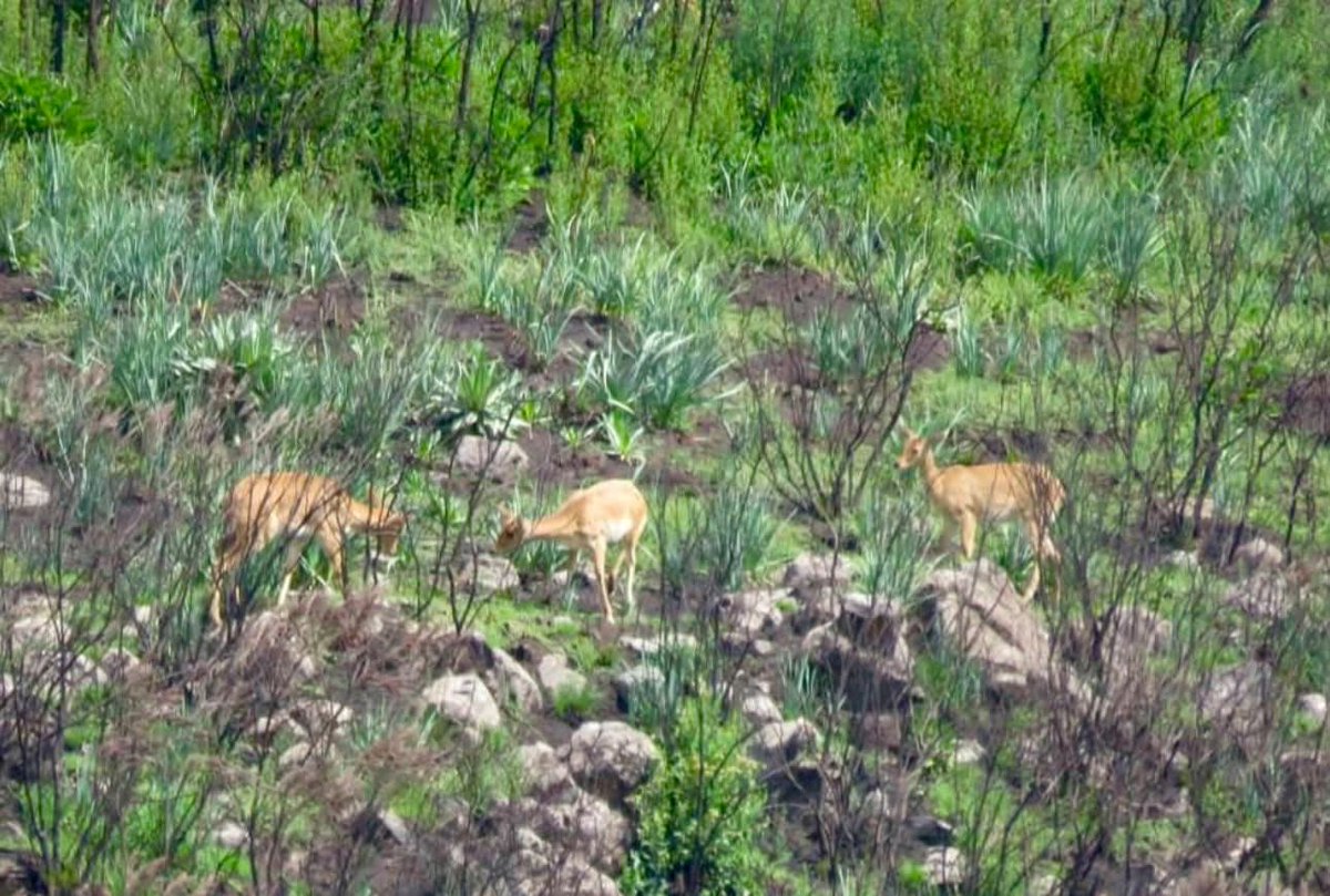 Arsi Mountain National Park is still largely undiscovered wonder full of natural beauty. Everything is ready and waiting for you. Come and explore the wonders that few have seen! 

Ethiopia Land of Origins የቱሪዝም ሚኒስቴር-ኢትዮጵያ  Ministry of Tourism-Ethiopia