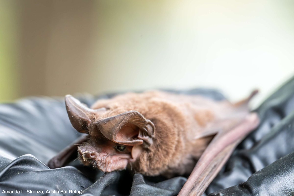 ✨ 🦇 Hubble update!

Our Stowaway Bat Friend Returns to McDonald Observatory this Friday!!

Learn about his exciting homecoming:
ow.ly/52mF50WsURX

#WildlifeWednesday