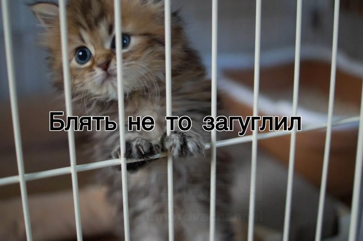 appliexe tweet media