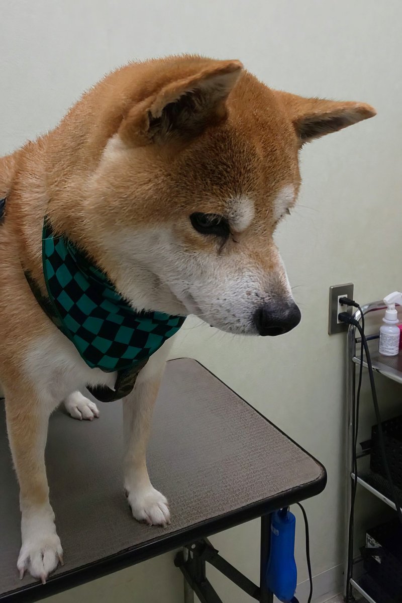 WNiMF07rVQPRtqI's tweet image. 5年前の写真です
シャンプーの後に着けたバンダナ
飼主さんが喜んでくれたっけ