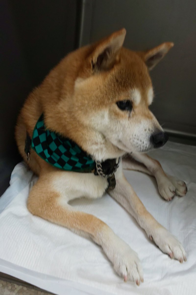 WNiMF07rVQPRtqI's tweet image. 5年前の写真です
シャンプーの後に着けたバンダナ
飼主さんが喜んでくれたっけ