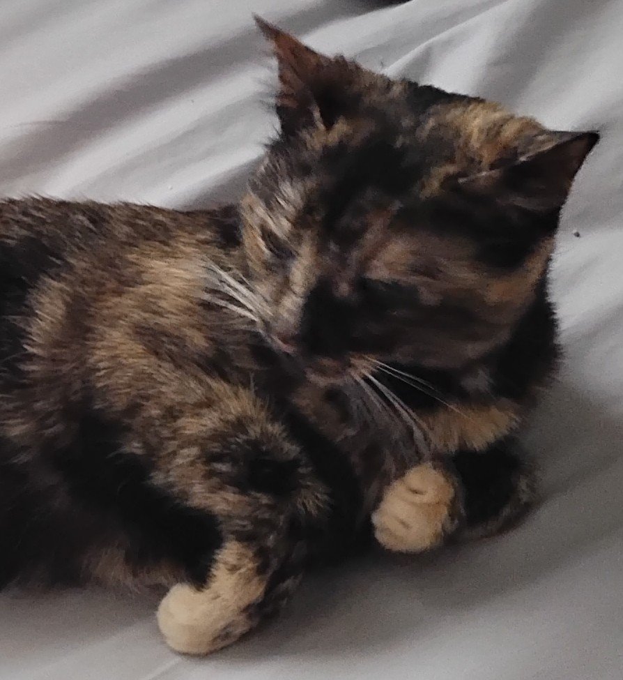 AmberDyet1975's tweet image. Happy whiskers Wednesday to everyone and everypaw it's our photos now.