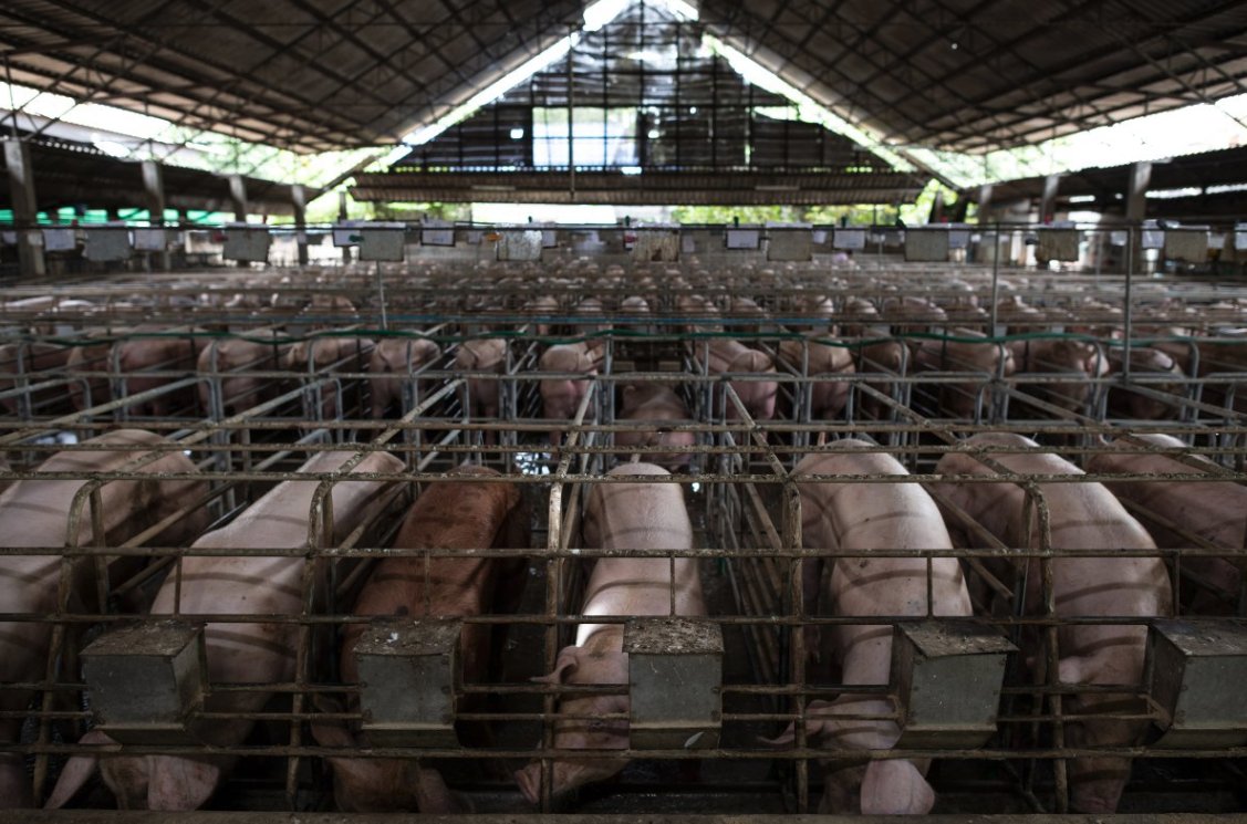 KennyTorrella's tweet image. GT Thompson is really trying to argue that gestation crates -- which confine pregnant pigs for months on end -- are fine for animal welfare. These are gestation crates: agriculture.house.gov/calendar/event…