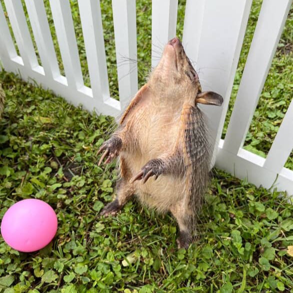 TheTorontoZoo's tweet image. Being a world-class Zoo dedicated to animal well-being, we are proud of our enrichment program with complex environments and experiences 🐾
Learn more about our recent findings with Kronk ⬇️ #WelfareWednesday
bit.ly/4lF39Tr