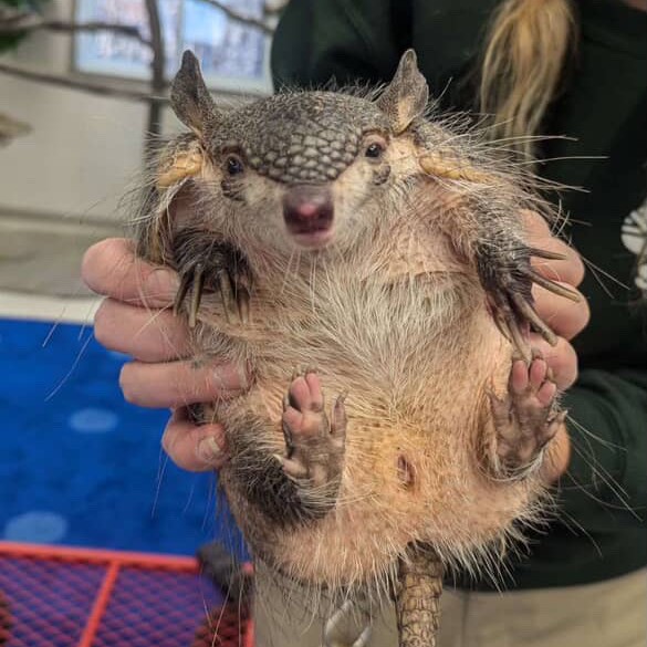 TheTorontoZoo's tweet image. Being a world-class Zoo dedicated to animal well-being, we are proud of our enrichment program with complex environments and experiences 🐾
Learn more about our recent findings with Kronk ⬇️ #WelfareWednesday
bit.ly/4lF39Tr