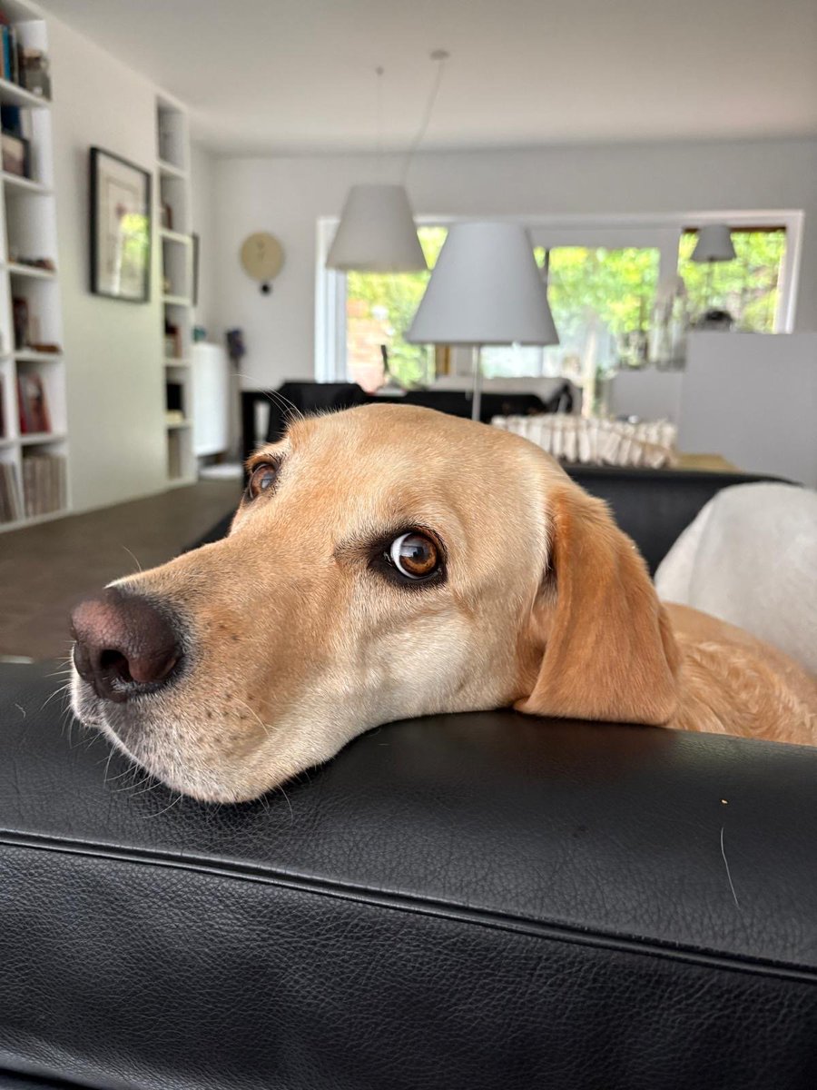 PetPowerEU's tweet image. Meet adorable Raffi😍 #BestBuddies
Raffaella only for formal occasions 😌
Join our contest and show off your pet's cuteness!
More info👉pet-power.eu/updates/best-b…