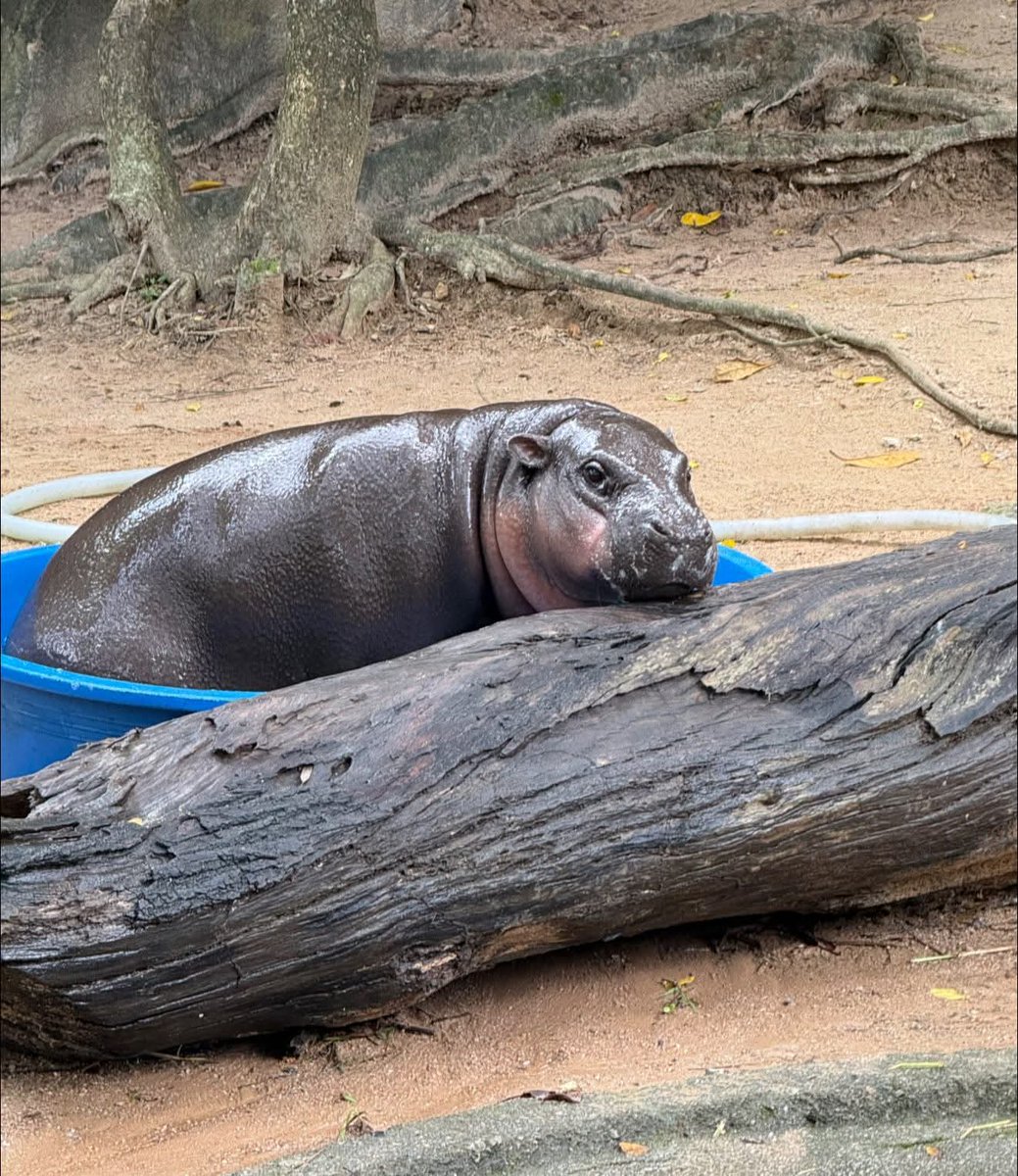 and_khamoo's tweet image. กลมกลืนกับขอนไม้
ถ้าเปลี่ยนกะละมังเป็นลายธรรมชาตินี่สวยเลย 🤣 #hippo #PygmyHippo #ขาหมูแอนด์เดอะแก๊ง #หมูเด้งจะเด้งกี่โมง #Moodeng #พี่ขาหมู #สวนสัตว์แปลกเขาเขียว