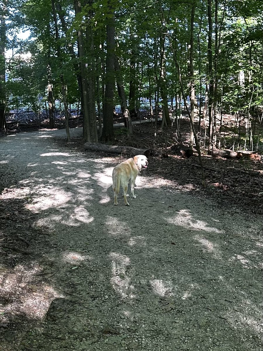 xvermonter61's tweet image. Beautiful morning walk before it heats up! Happy Wednesday! #DogsofTwitter #WednesdayMorning