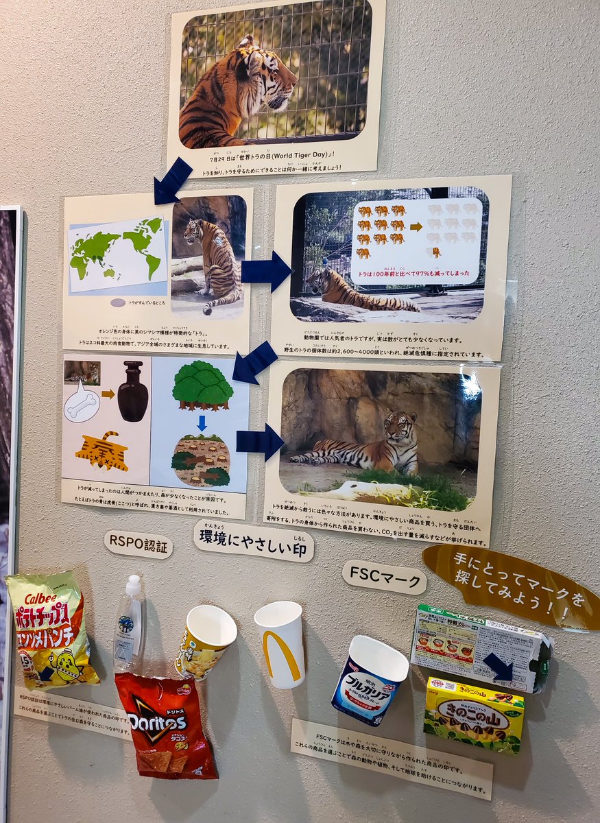 fujimaki728's tweet image. #世界トラの日 啓発掲示物登場👏
絶滅危惧種のトラが住む森を守る為RSPO認証マーク、FSCマークの説明と使用商品を展示。身近な商品で夏休み家族連れの目にとまりやすそう!
多くの方に読んでもらえますように🐯🐯
#日本平動物園 #トラ