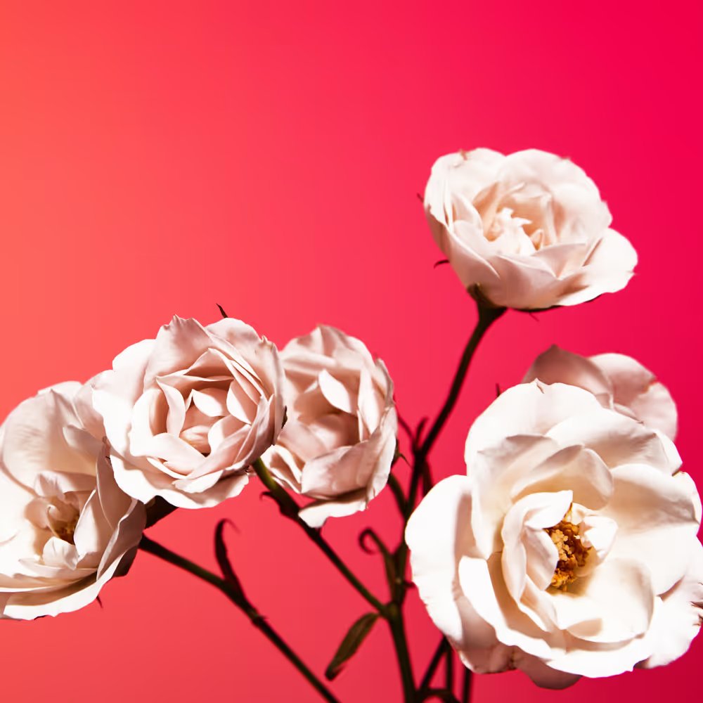 AustinGrier1's tweet image. Gm.

&apos;Flower #18&apos; by @nicedayJules