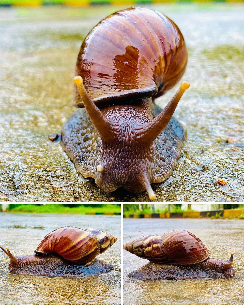 HydUniv's tweet image. Slow and spectacular! 🐌✨
Spotted near the CMSD building, this little snail is a tiny ambassador of the vibrant biodiversity at the University of Hyderabad 🌿📸
Captured by M Nikhil, Programme Manager at the IoE Directorate.
#Biodiversity #Snail #UniversityOfHyderabad…