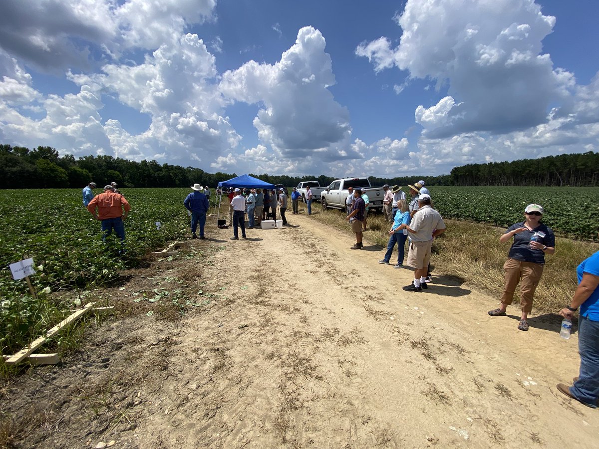 Eabfranc's tweet image. Great turn out at the East AL Crops Tour. Kudos to Christy Hicks and @BlakeLanton for putting this field tour together. @ACESedu @AuburnAg