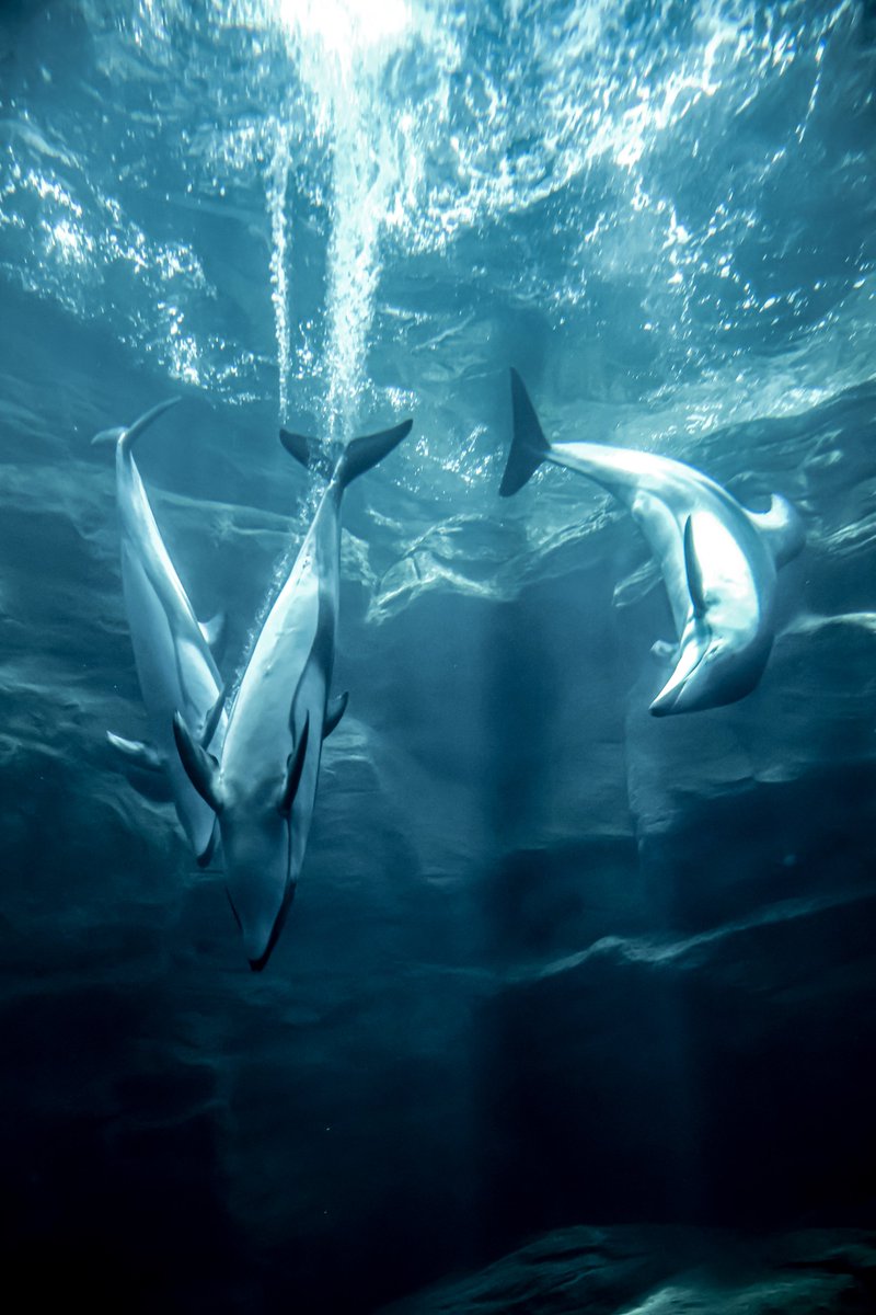 orca_hinata's tweet image. カマイルカのスピード感が好き。
