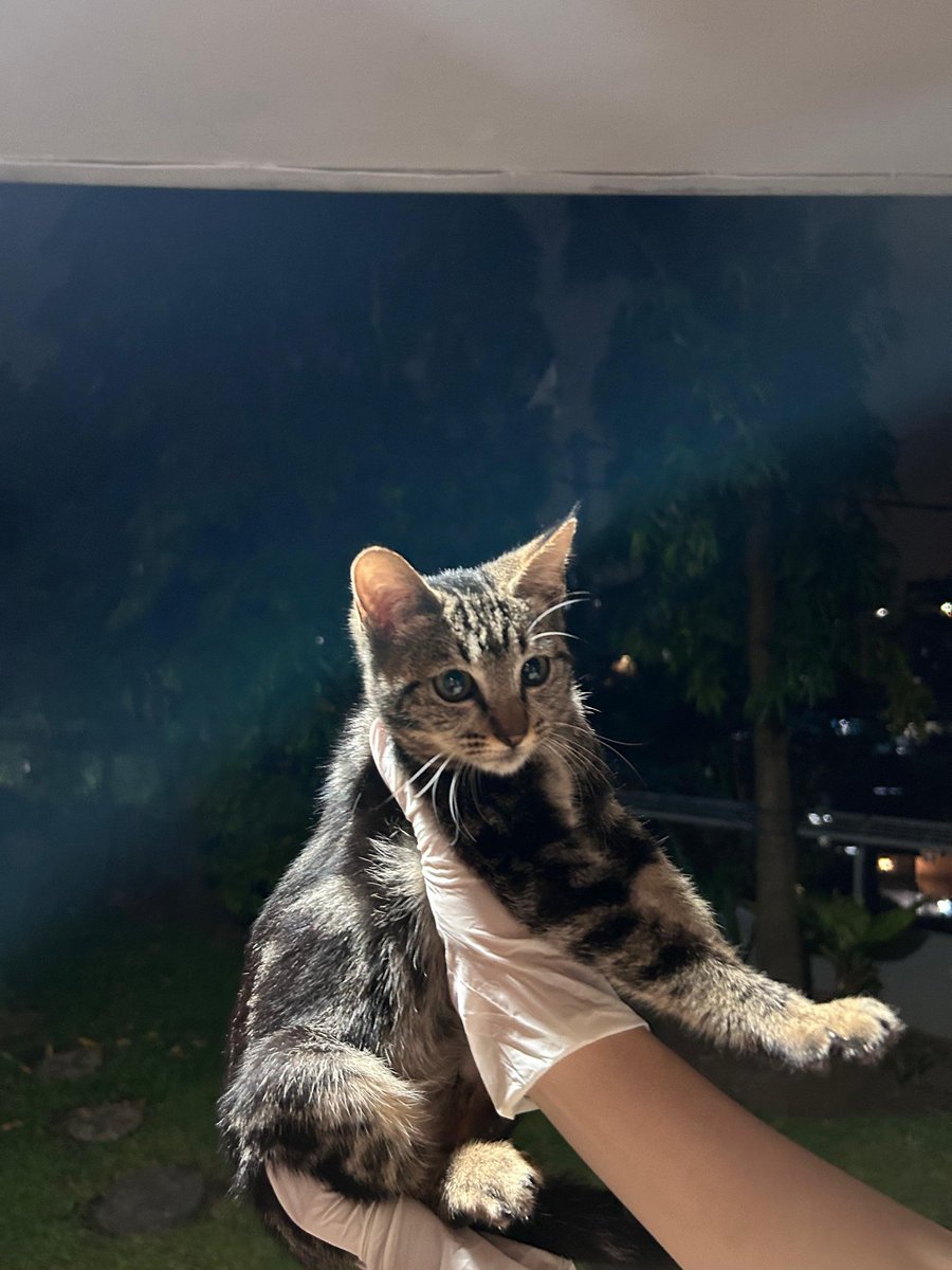 kucingkuserem's tweet photo. Halo, aku open adopt FREE, kucing domestik, usia ±3-4 bulan, betina😸🐾🎀
Bisa tanya-tanya lebih lanjut di DM ya!! 📩
📍Cihanjuang, Kabupaten Bandung Barat
#openadopt #openadoptfree #adopsi #kucing #adopsikucing #cat #adopt #peliharaan https://t.co/Vk4nBDj3QP
