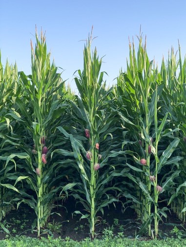 syngentacanada's tweet image. Miravis® Neo is the perfect choice for corn growers, providing superior foliar disease protection during the critical pre-tassel to tassel growth stages. It helps protect against Fusarium &amp;amp; Gibberella, which can produce harmful #mycotoxins.

Learn more - syngenta.ca/productsdetail…