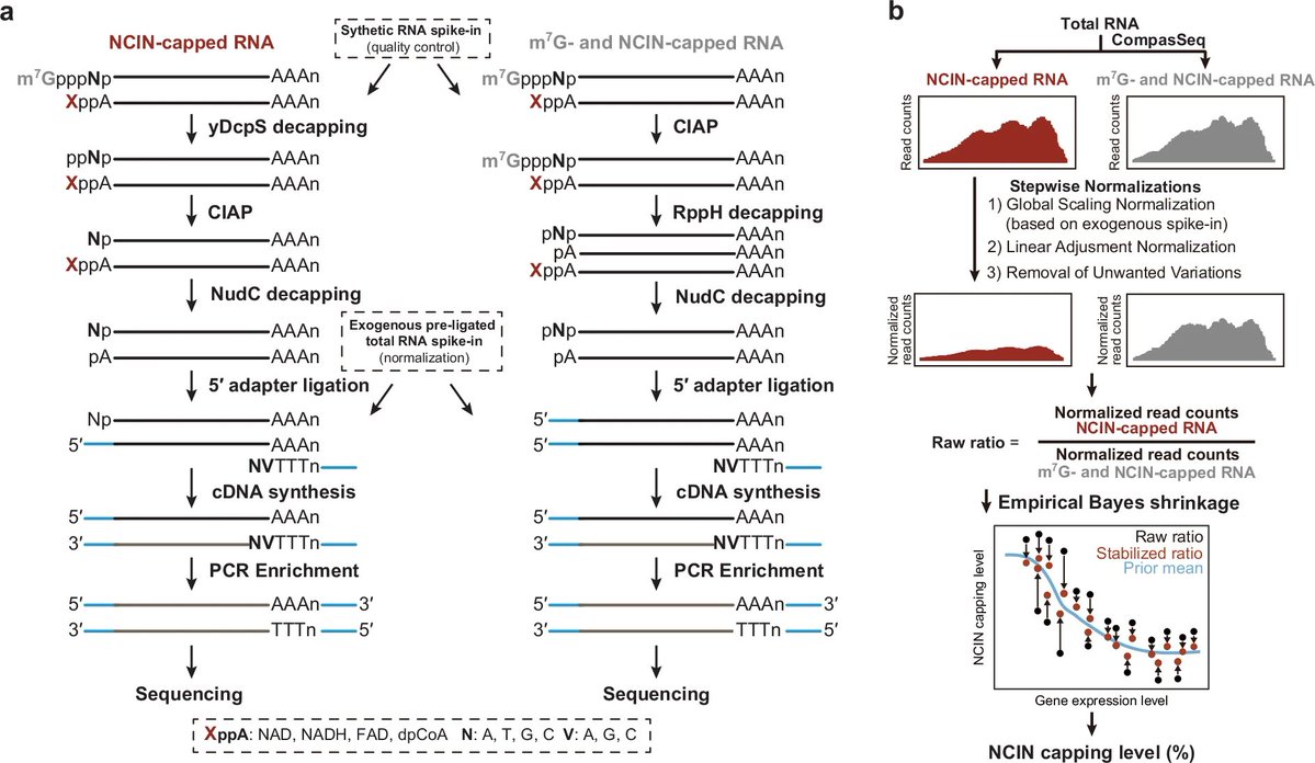 tangming2005's tweet image. CompasSeq: epitranscriptome-wide percentage assessment of metabolite-capped RNA at the transcript resolution nature.com/articles/s4146…