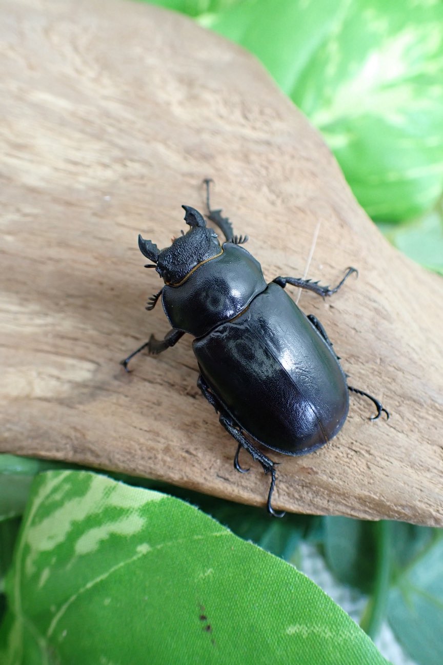 ウェア kuwagata Sparkle Beetle (@BeetleSparkle) / X