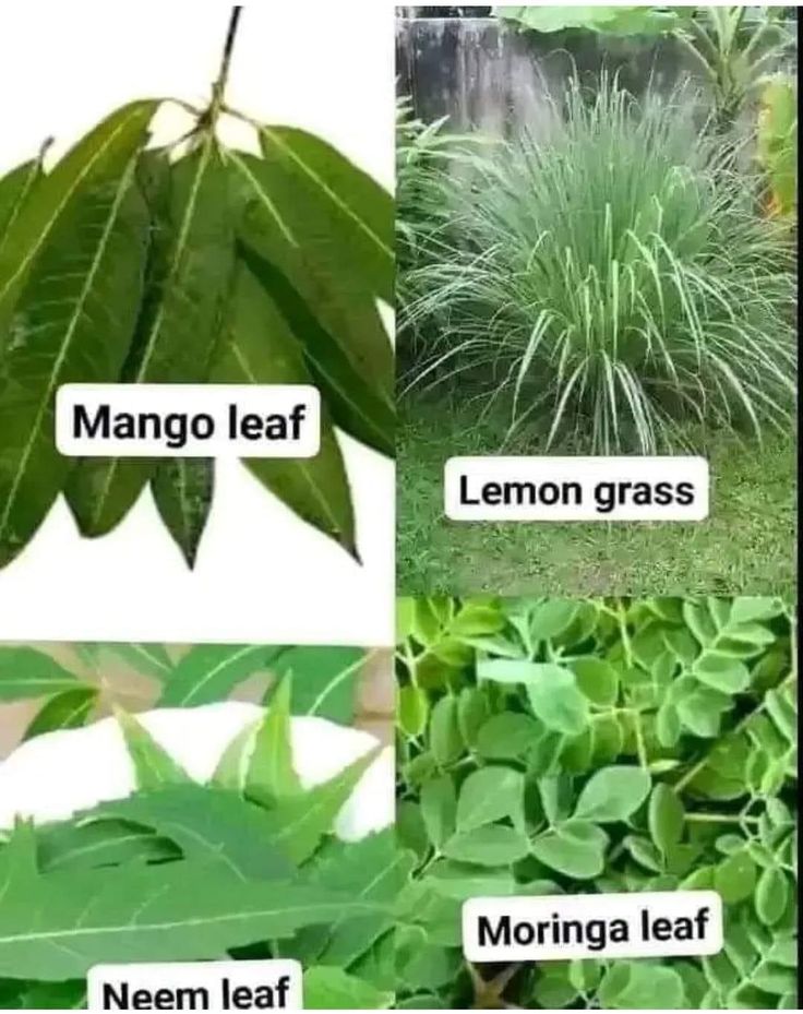 ononoherbals's tweet image. 1 tablespoon of each in powder form and you have a solution for ⬇️
ARTHRITIS
DIABETES
HIGH BLOOD PRESSURE
GASTRITIS
MALARIA 🦟
COLDS, FLU, FEVER
Taking this daily prevents STROKE especially for persons with a history of HYPERTENSION in the family.
