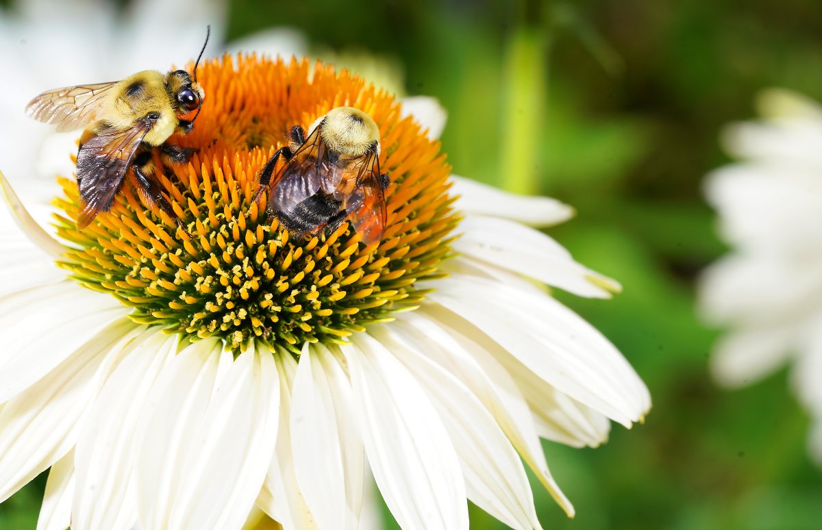 PurdueAg's tweet image. That little pollen grain that makes you sneeze in the spring? It's actually a vehicle for life traveling, sometimes hundreds of miles, to create seeds. Discover the ancient partnership between flowers and pollinators and how you can be a pollen steward. purdue.ag/pollen-and-pol…