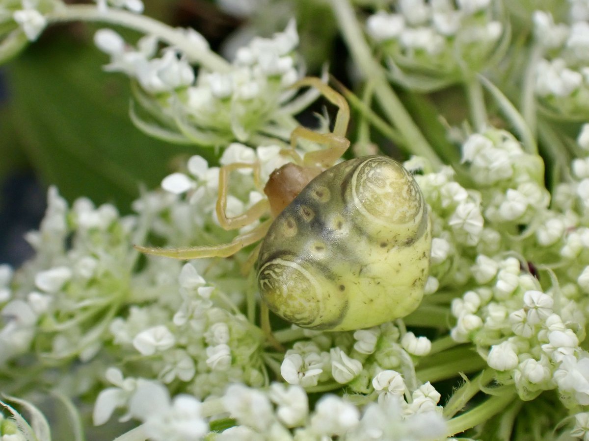 DamasterCarabus's tweet image. トリノフンダマシ

🇯🇵 Japan

ちょっと怖い