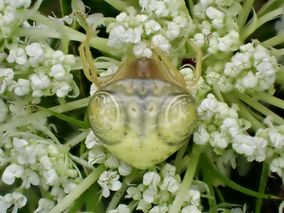DamasterCarabus's tweet image. トリノフンダマシ

🇯🇵 Japan

ちょっと怖い