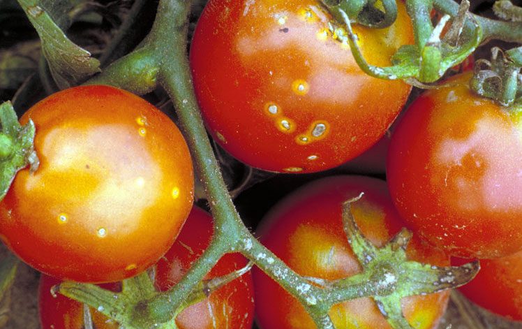 RoanokeStarNews's tweet image. Few things beat the taste of a tomato plucked straight from the garden — but even that sun-ripened treat can carry a hidden risk. Gardeners harvesting the first of their summer bounties should practice safe produce hand... f.mtr.cool/vvkicysiin