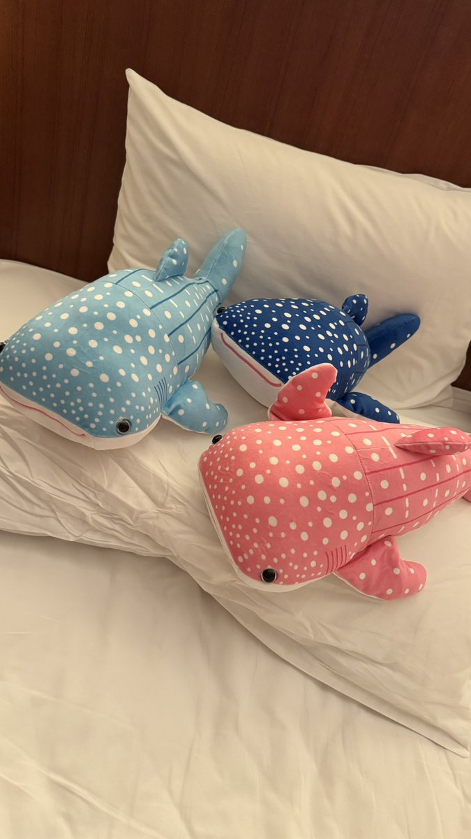 plutolover3110's tweet image. 美ら海水族館でジンベエザメくじやってたから、小さい子連れて帰れたら嬉しいと思ってたらそこそこ大きい子が3人当たって、帰りの飛行機どうしようってなってる