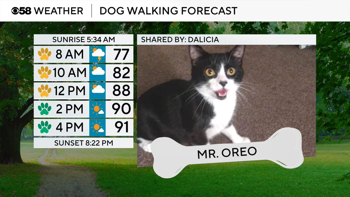 JustinTGee's tweet image. Mr. Oreo is our featured of the day! After the morning storms it's all about the heat and humidity with highs around 90 but feels like temps around 100.