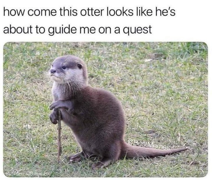 In_Otter_News2's tweet image. Well, if it's Steve, he's likely just going to 'guide' you to the pub...