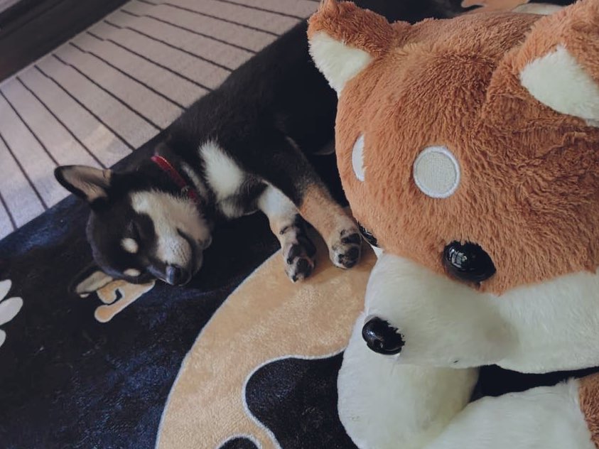 最近は父からイヌの写真が送られてくる