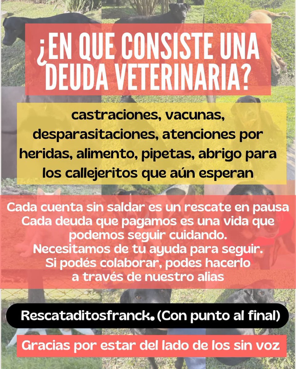 RescataditosF's tweet image. Necesitamos saldar la deuda🙏🥺
Toda donación suma por más pequeña que sea !!
Ayúdanos a seguir ayudando
Cada cuenta sin saldar es un rescate en pausa 💔
@aaguvolpato @angelesisi
#f #fyp #altın #paofc