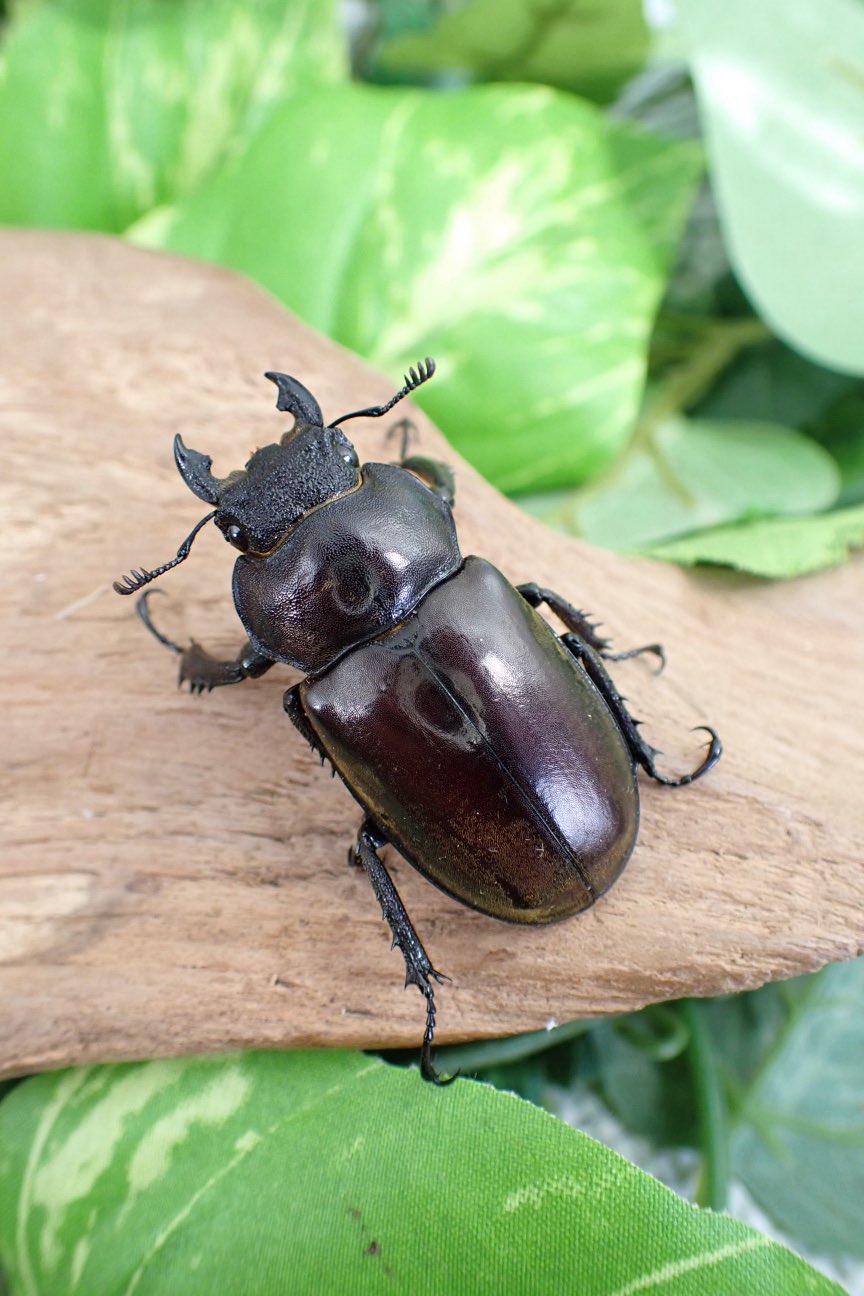 かぶとむしさん　専用 M-703 バイオ育成カブト虫マット INSECT LAND 幅340mm奥行90mm高