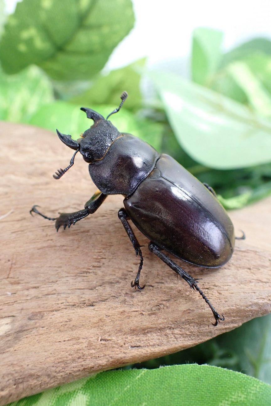 Sparkle Beetle】宮崎県産 天然 超大型ミヤマクワガタ♂75.2mm