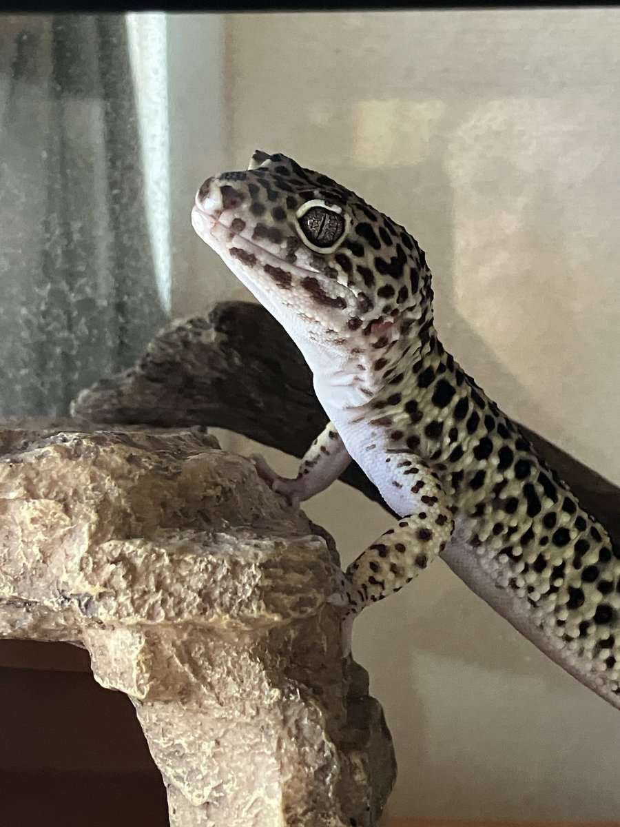 WriteItOutForMe's tweet image. My leopard gecko looking forward to the day when he gets to see the world outside of his tank
