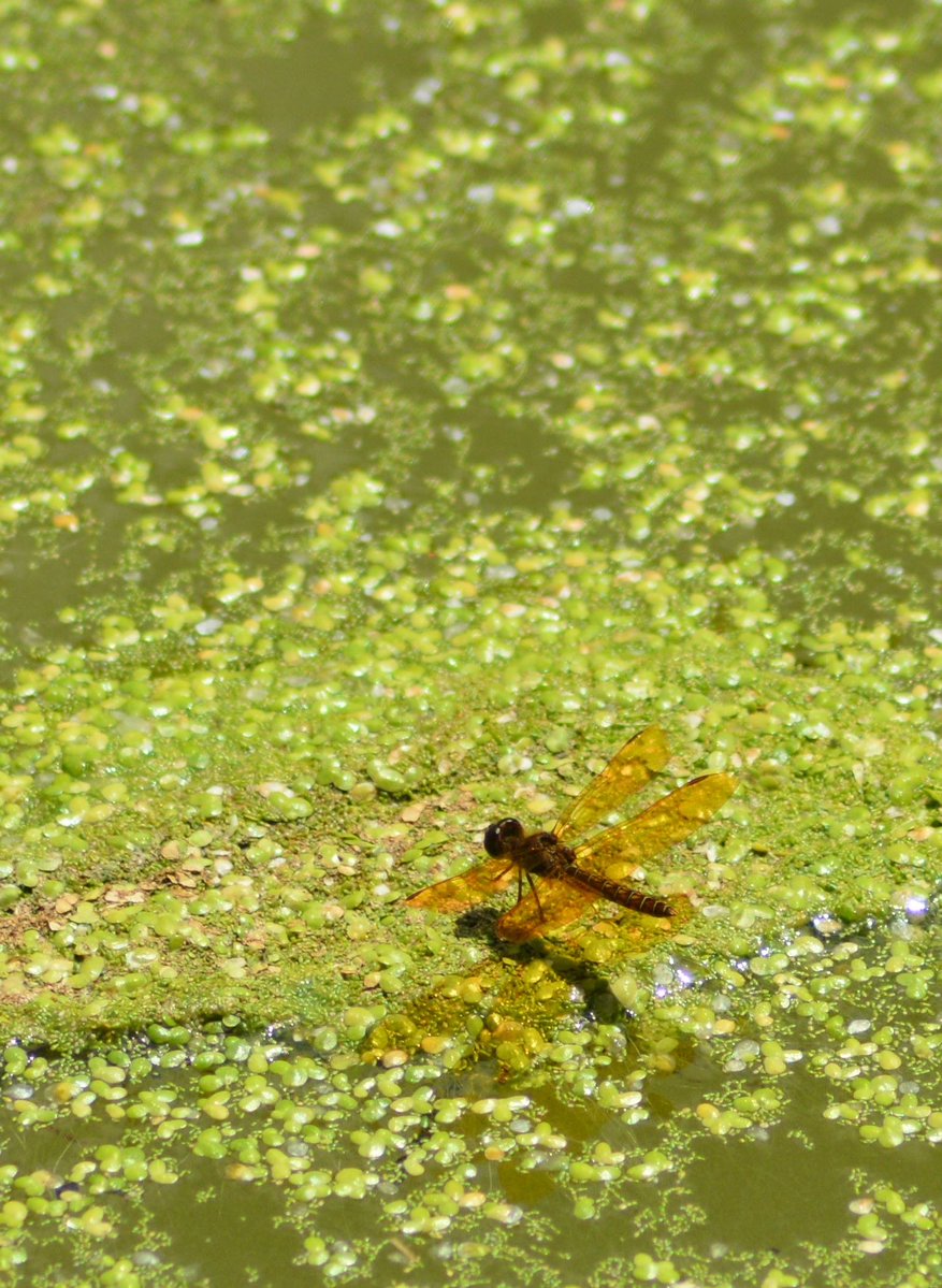 NYCParks's tweet image. It’s dragon season! 🐉 With summer in full swing, you've probably spotted one of the over 100 species of dragonflies native to NYC are zooming across our skies and feasting on smaller insects and small aquatic organisms.