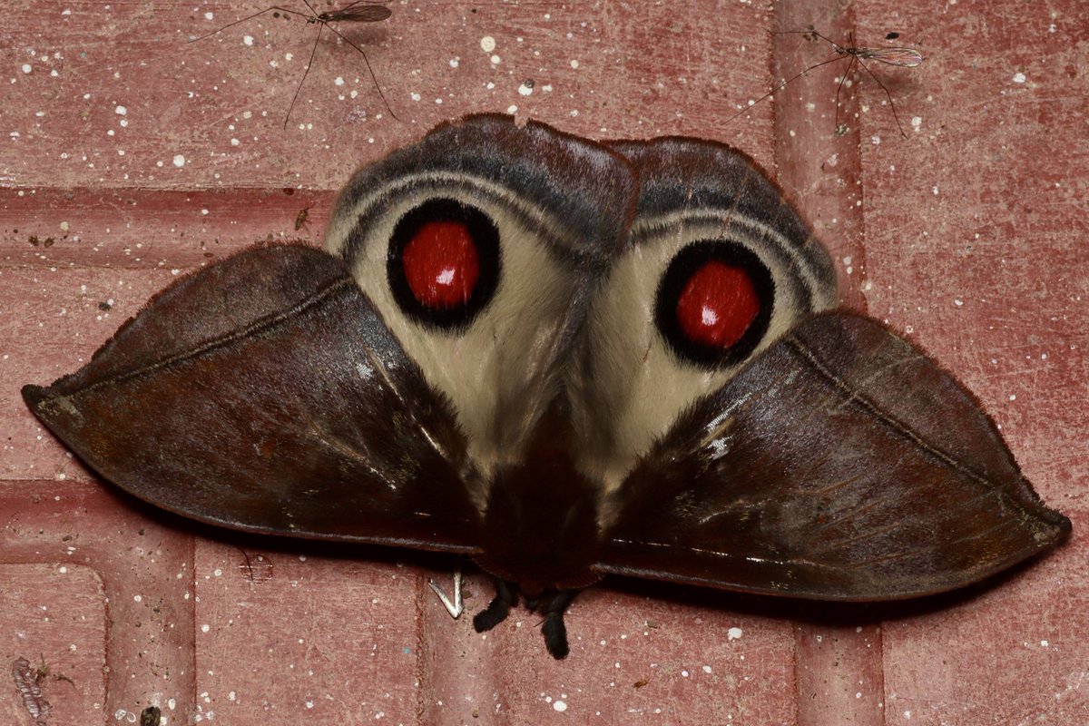 Psychidae_sp's tweet image. Gamelia sp.
メダマヤママユの多彩な目玉模様は見ていて本当に面白いけれど、その中でもこの種の「赤い目」は他の種とは一線を画す、なんとも言えない怖さがある。