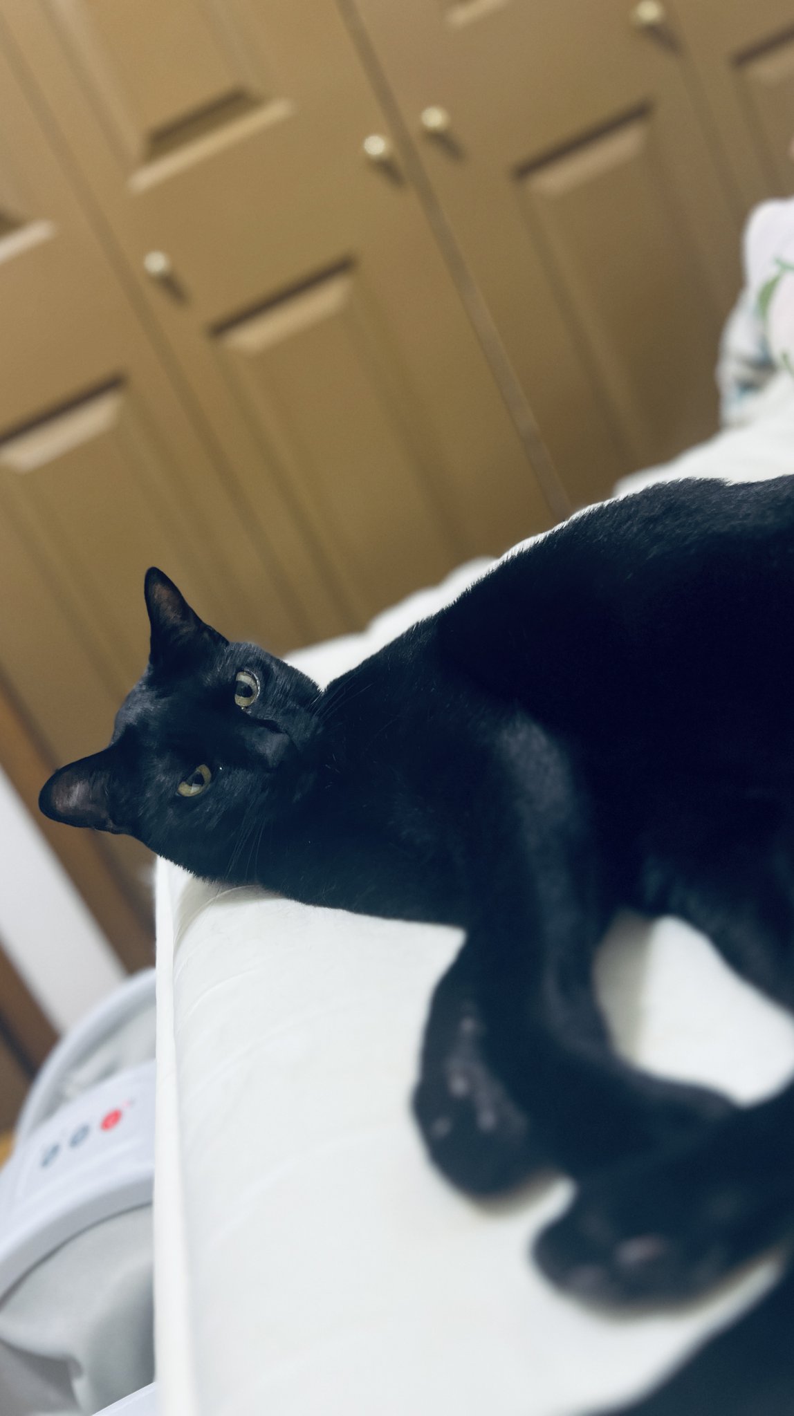 黒猫 マンハッタントイ ランキーキャッツ ジギー 黒猫 ぬいぐるみ 14