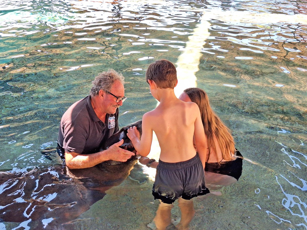 Terra Natura Benidorm (@terranaturazoo) on Twitter photo 🦭 Los #leonesmarinos de <a href="/AquaNaturaPark/">Aqua Natura Benidorm</a> #Benidorm participan en un programa terapéutico internacional para jóvenes en riesgo de exclusión.
+30 menores ya han vivido esta experiencia única de integración y conexión emocional. 💙🌊
#InclusiónSocial
benidorm.terranatura.com/noticias/aqua-… 🦭 Los #leonesmarinos de <a href="/AquaNaturaPark/">Aqua Natura Benidorm</a> #Benidorm participan en un programa terapéutico internacional para jóvenes en riesgo de exclusión.
+30 menores ya han vivido esta experiencia única de integración y conexión emocional. 💙🌊
#InclusiónSocial
benidorm.terranatura.com/noticias/aqua-…
