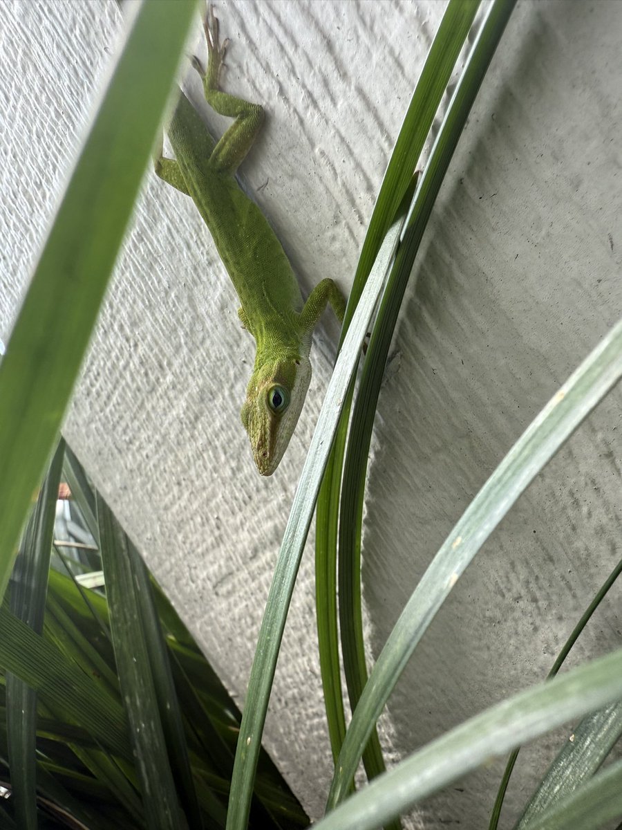 CinemaShogun's tweet image. Good morning everyone.
I made a new friend today.
I shall call him Frederick.