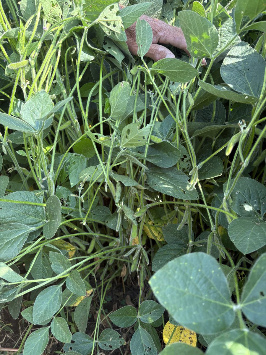 seedgenetics's tweet image. Checking in on ET-3729 and AGI-C 4106 PWE in Wayne county, Indiana! Both growers seem quite elated!