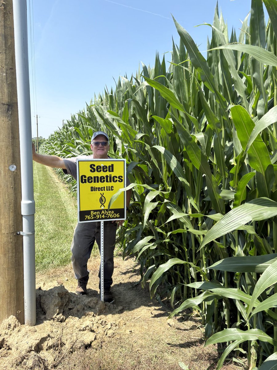 seedgenetics's tweet image. Checking in on ET-3729 and AGI-C 4106 PWE in Wayne county, Indiana! Both growers seem quite elated!