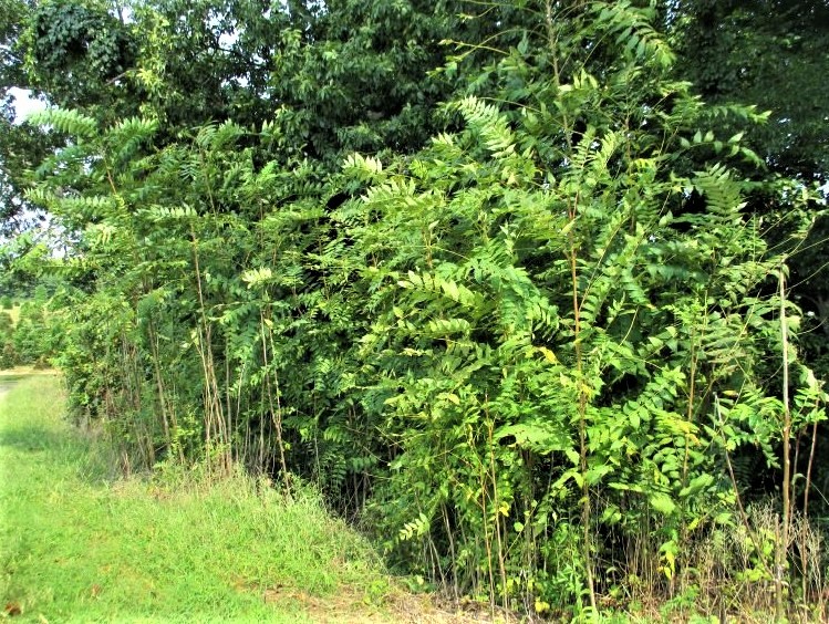 SynBio1's tweet image. Overheard two guys at my local garden shop planning to use glyphosate to kill the tree of heaven and I thought they were talking about a side quest in dark souls