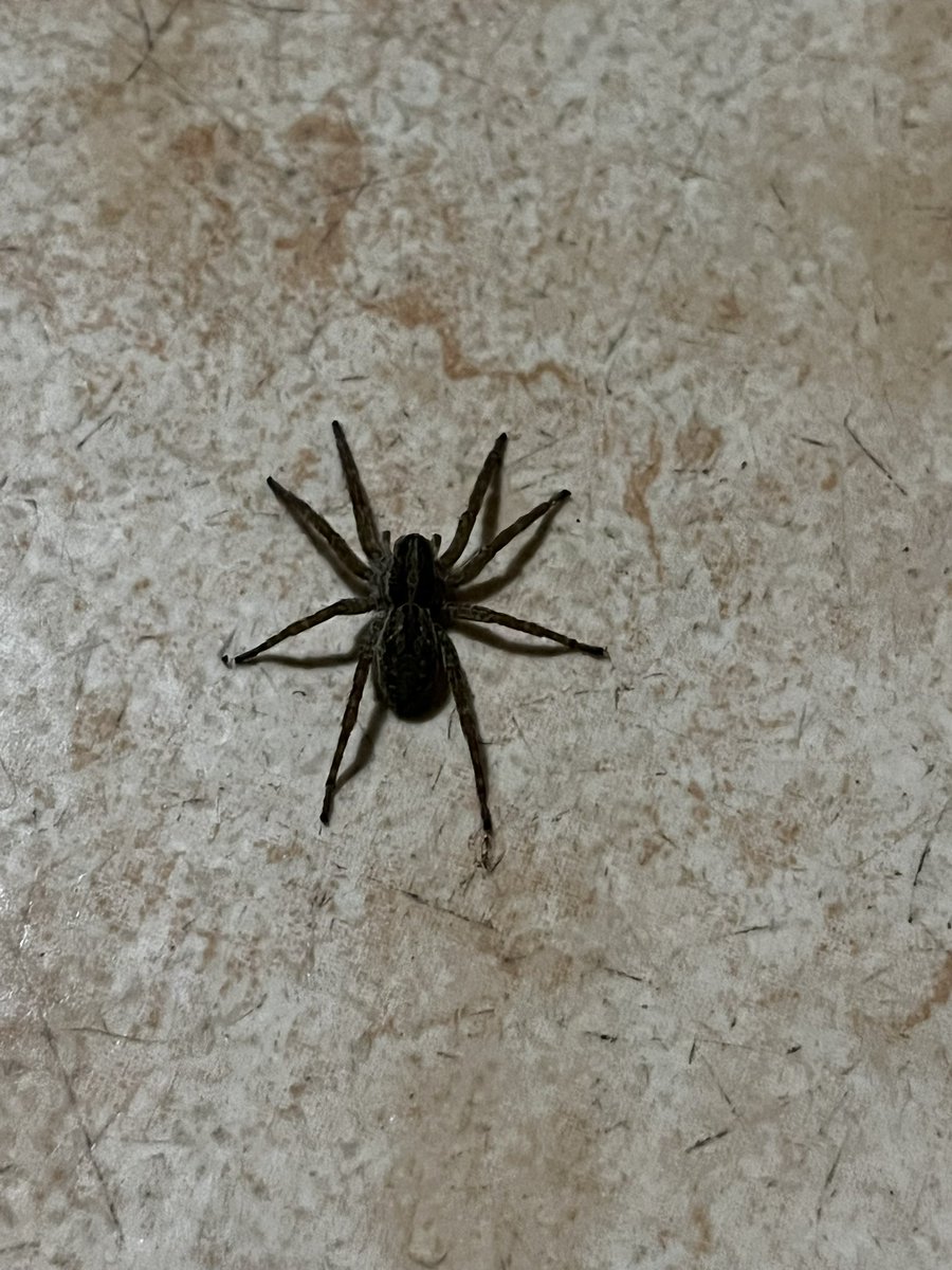 mobok's tweet photo. @Arachno_Cosas Hola @Arachno_Cosas este amiguito es de cuidado???? https://t.co/RwISNR9Spq